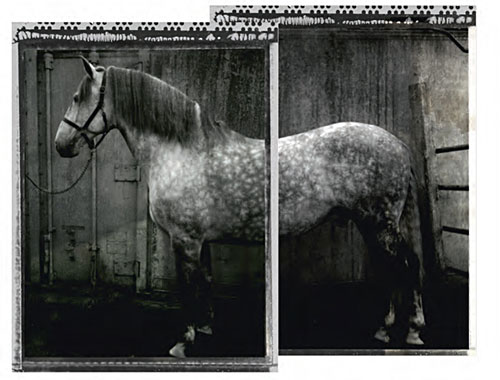 Equus by Susan Friedman